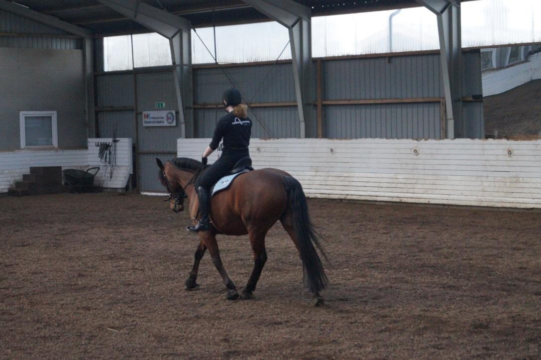 Anden særlig race Brilliant Sky billede 6