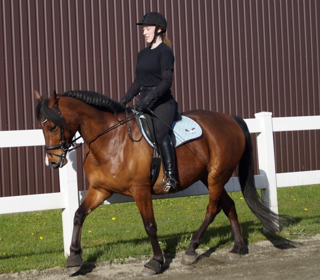 Anden særlig race Brilliant Sky billede 7