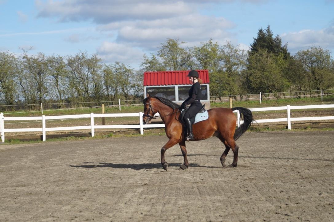 Anden særlig race Brilliant Sky billede 10