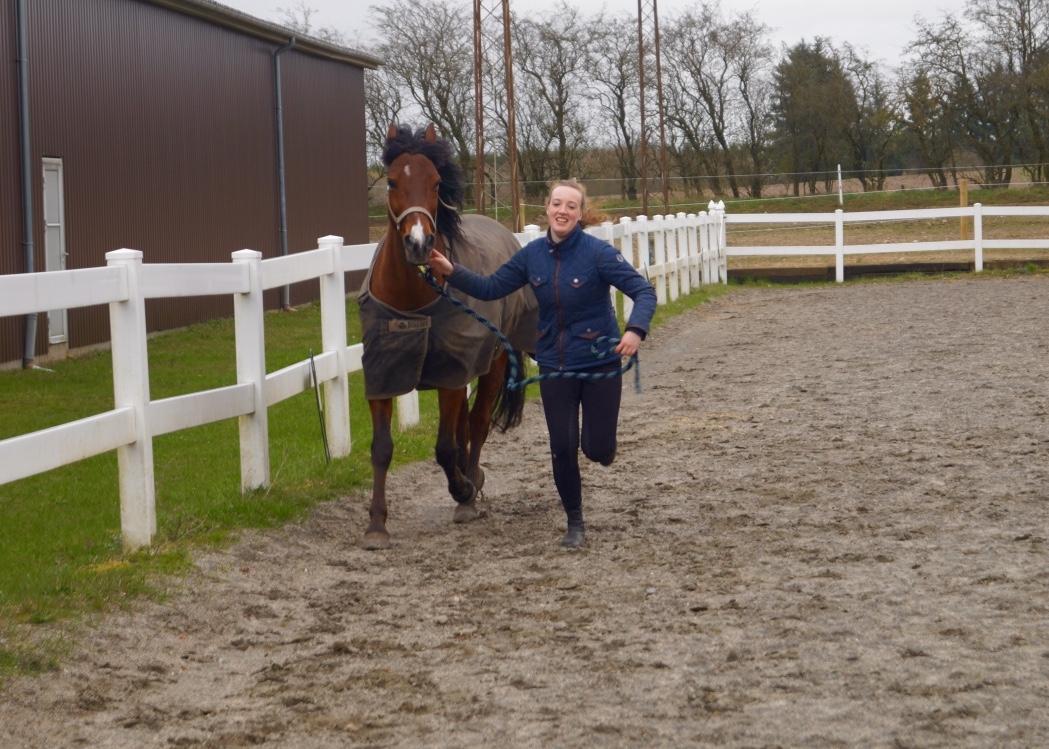 Anden særlig race Brilliant Sky billede 3