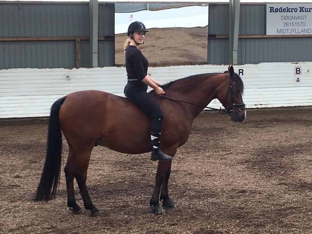 Anden særlig race Brilliant Sky billede 12