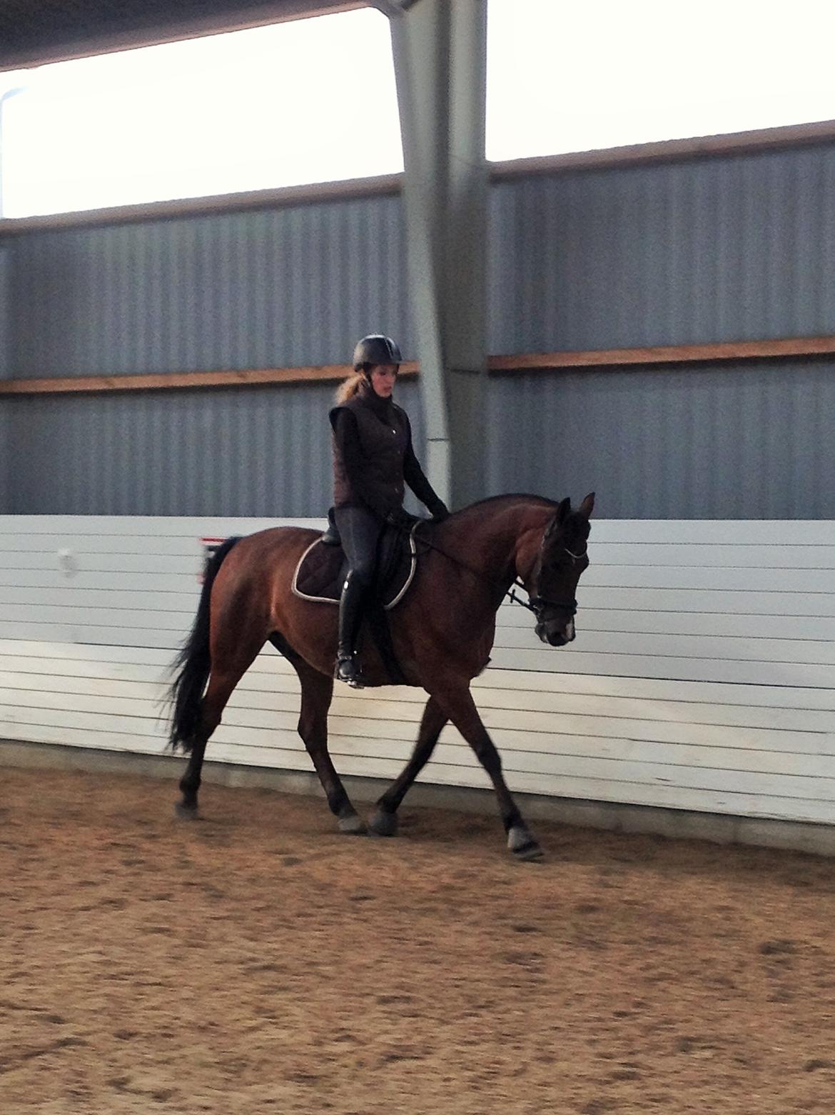 Anden særlig race Brilliant Sky billede 14