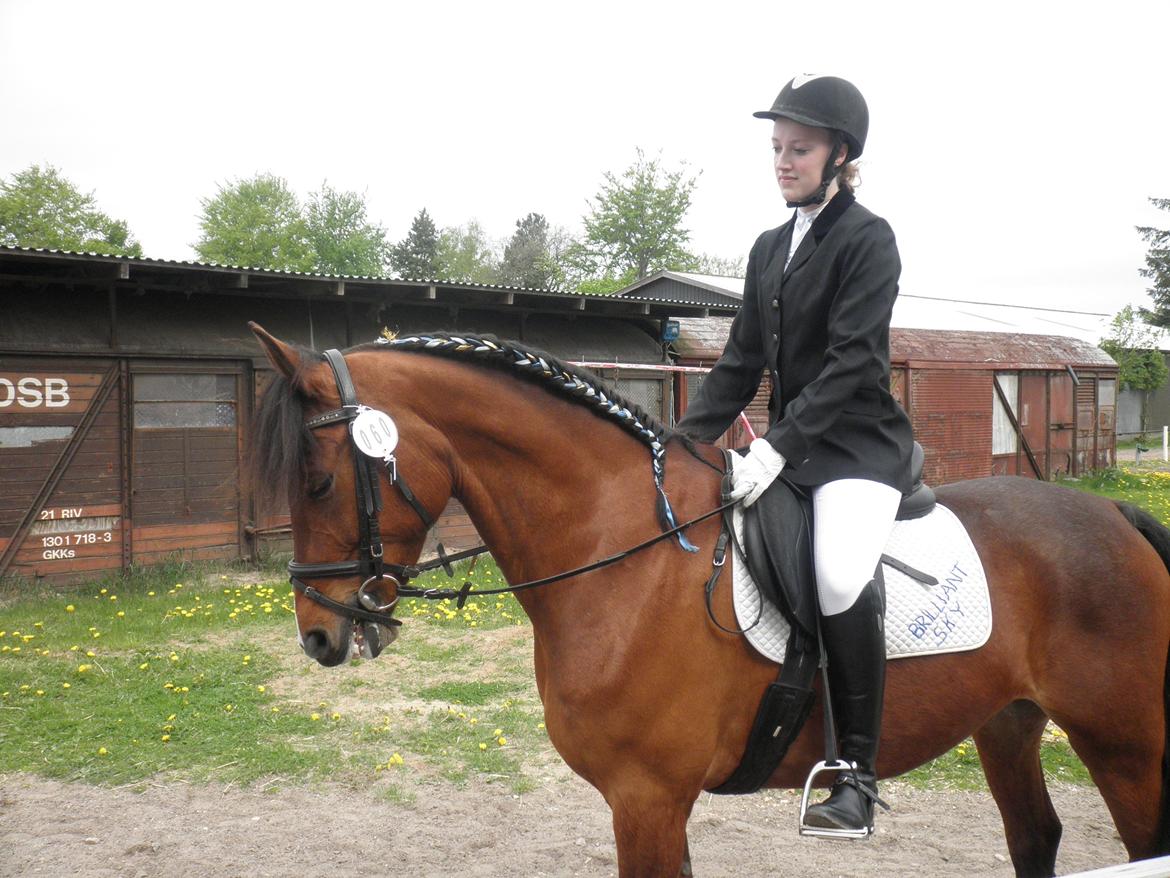 Anden særlig race Brilliant Sky billede 15