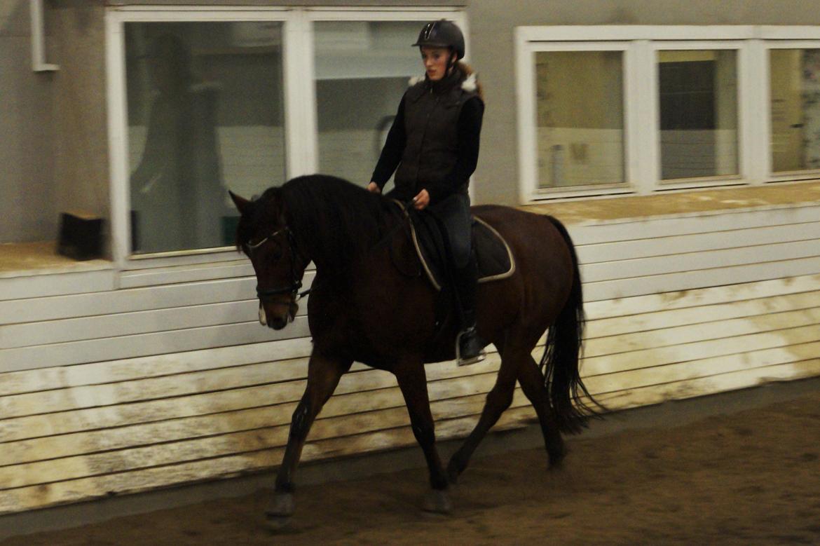 Anden særlig race Brilliant Sky billede 17