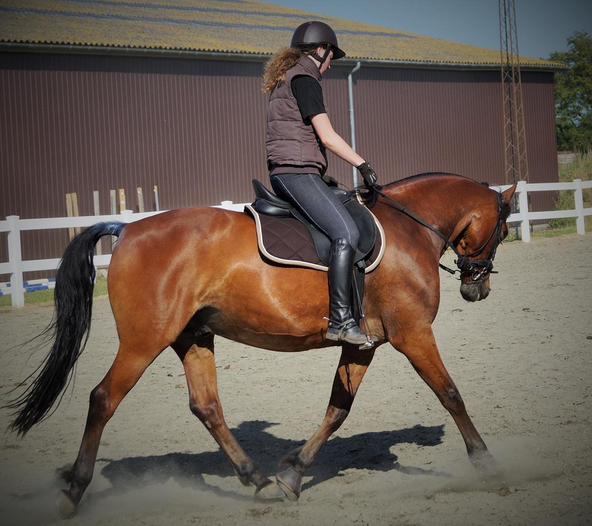 Anden særlig race Brilliant Sky billede 18