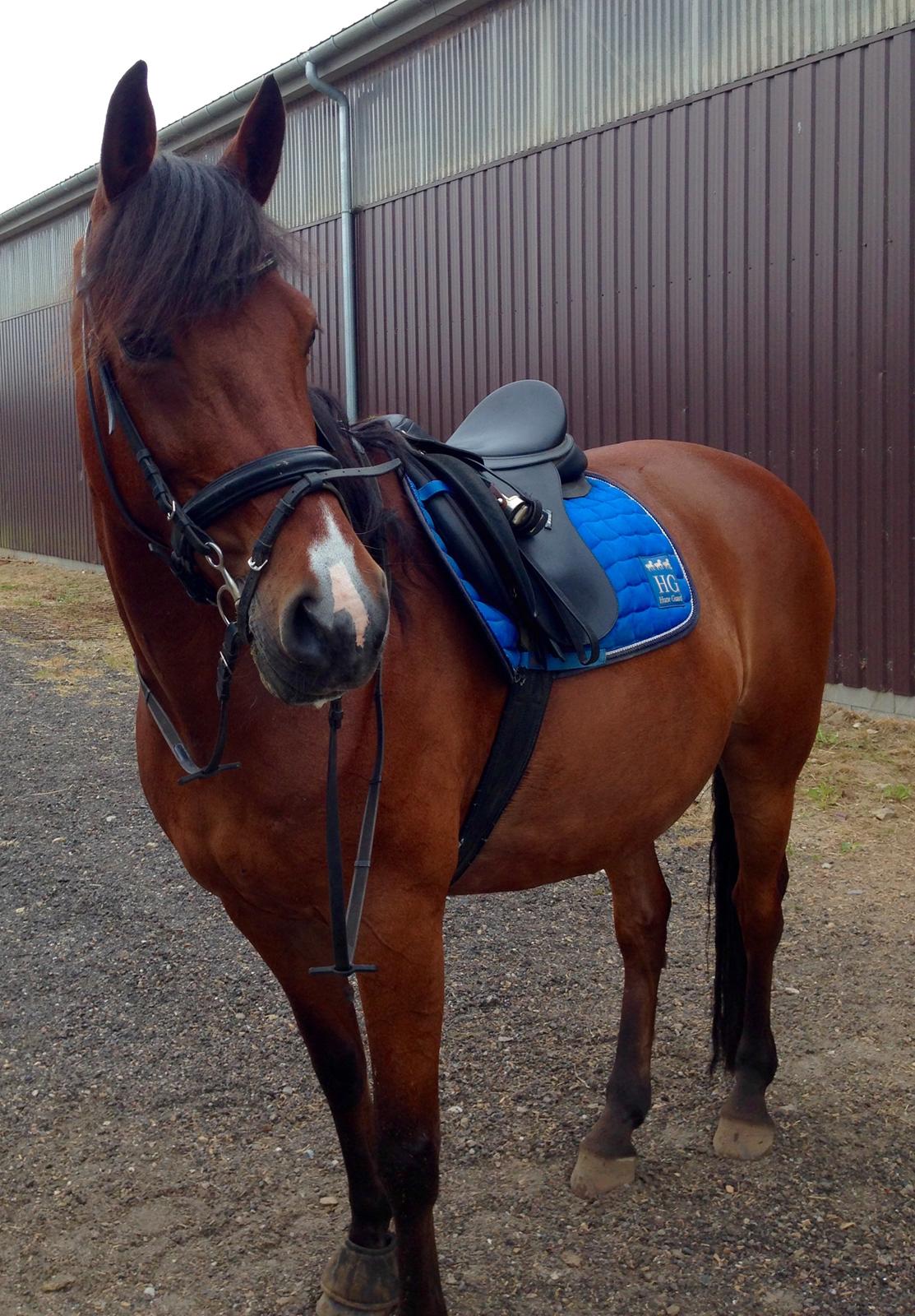 Anden særlig race Brilliant Sky billede 19