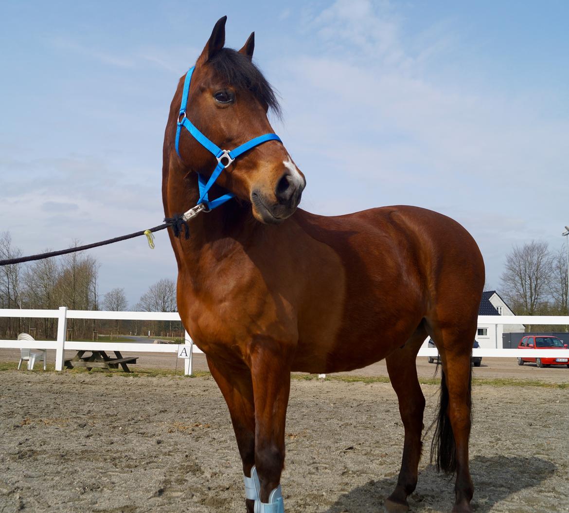 Anden særlig race Brilliant Sky billede 8