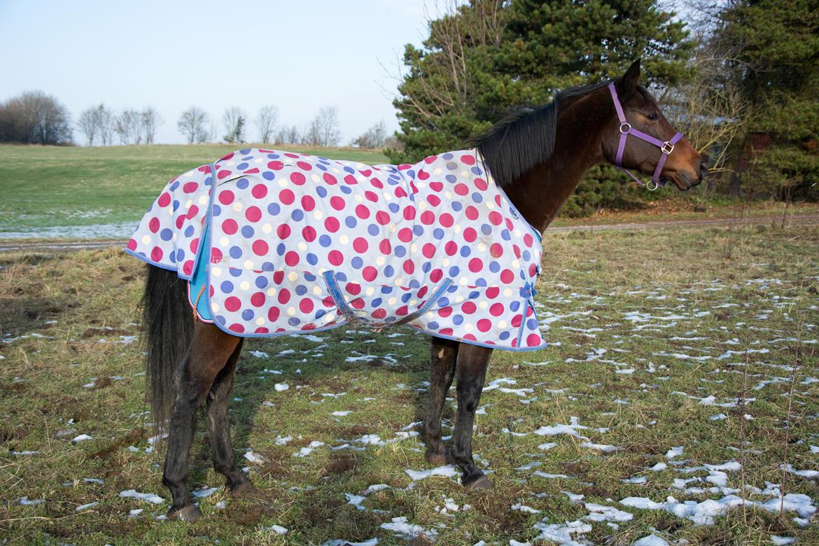 Dansk Varmblod Leticia billede 16