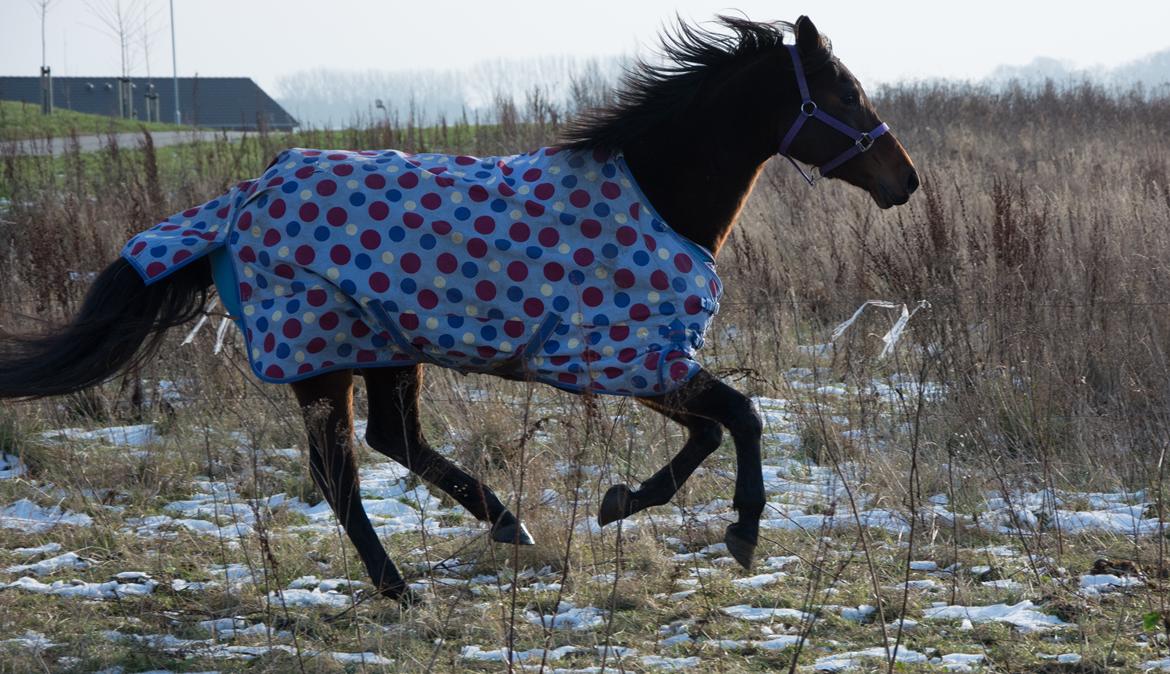 Dansk Varmblod Leticia billede 15