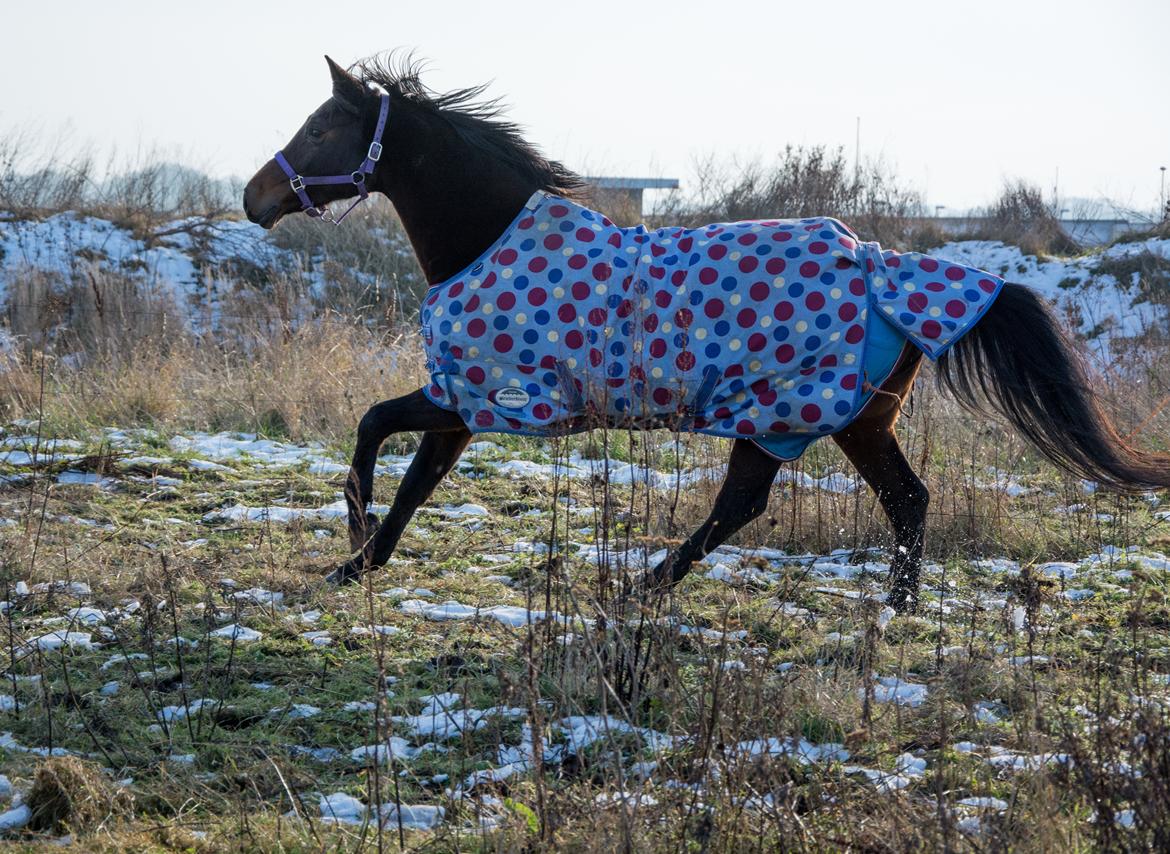 Dansk Varmblod Leticia billede 20