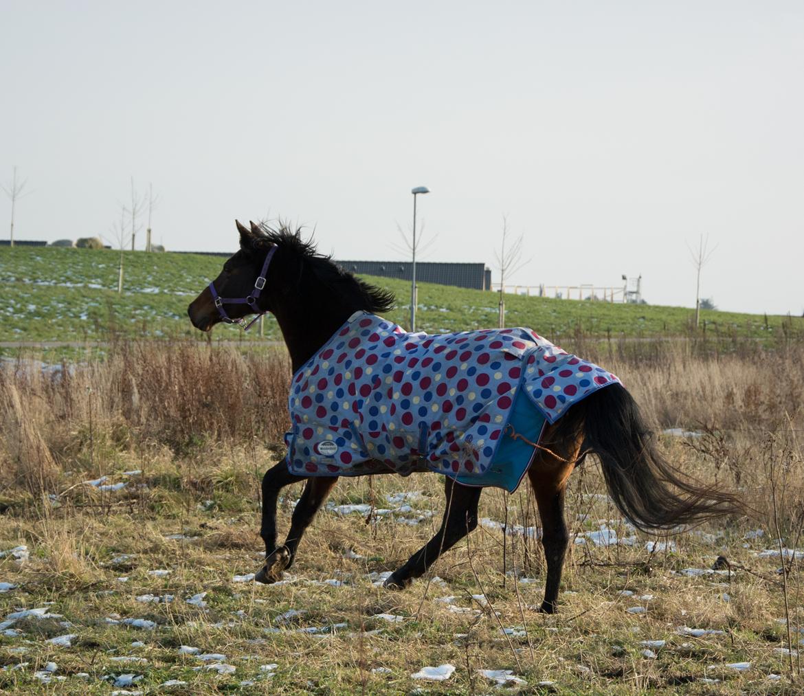 Dansk Varmblod Leticia billede 17