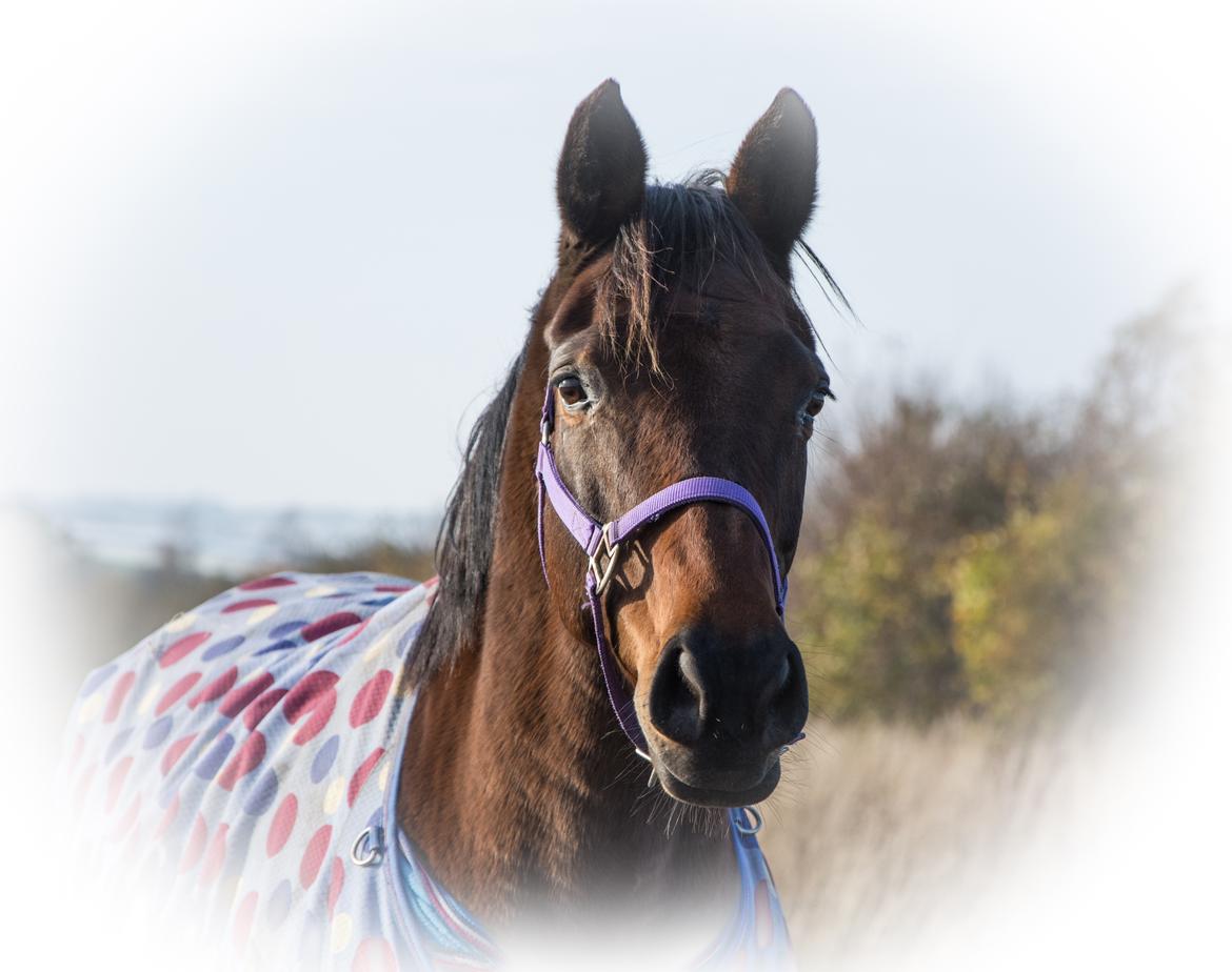 Dansk Varmblod Leticia billede 18