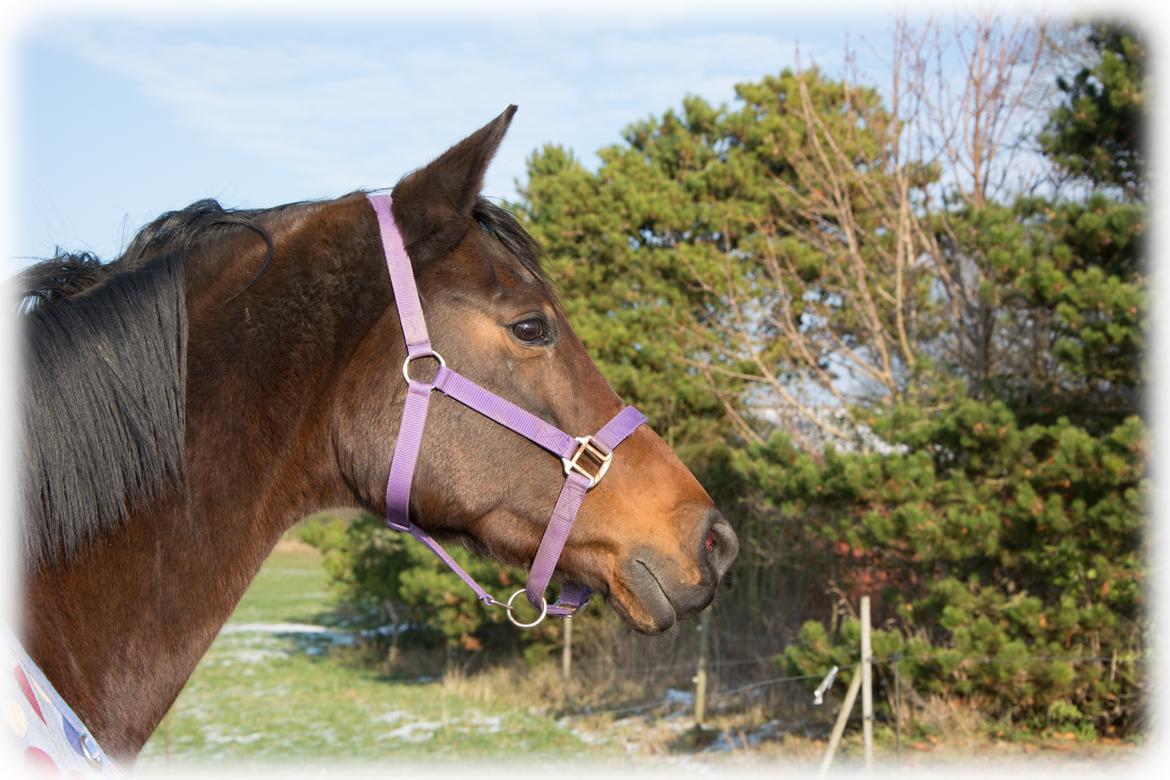 Dansk Varmblod Leticia billede 19