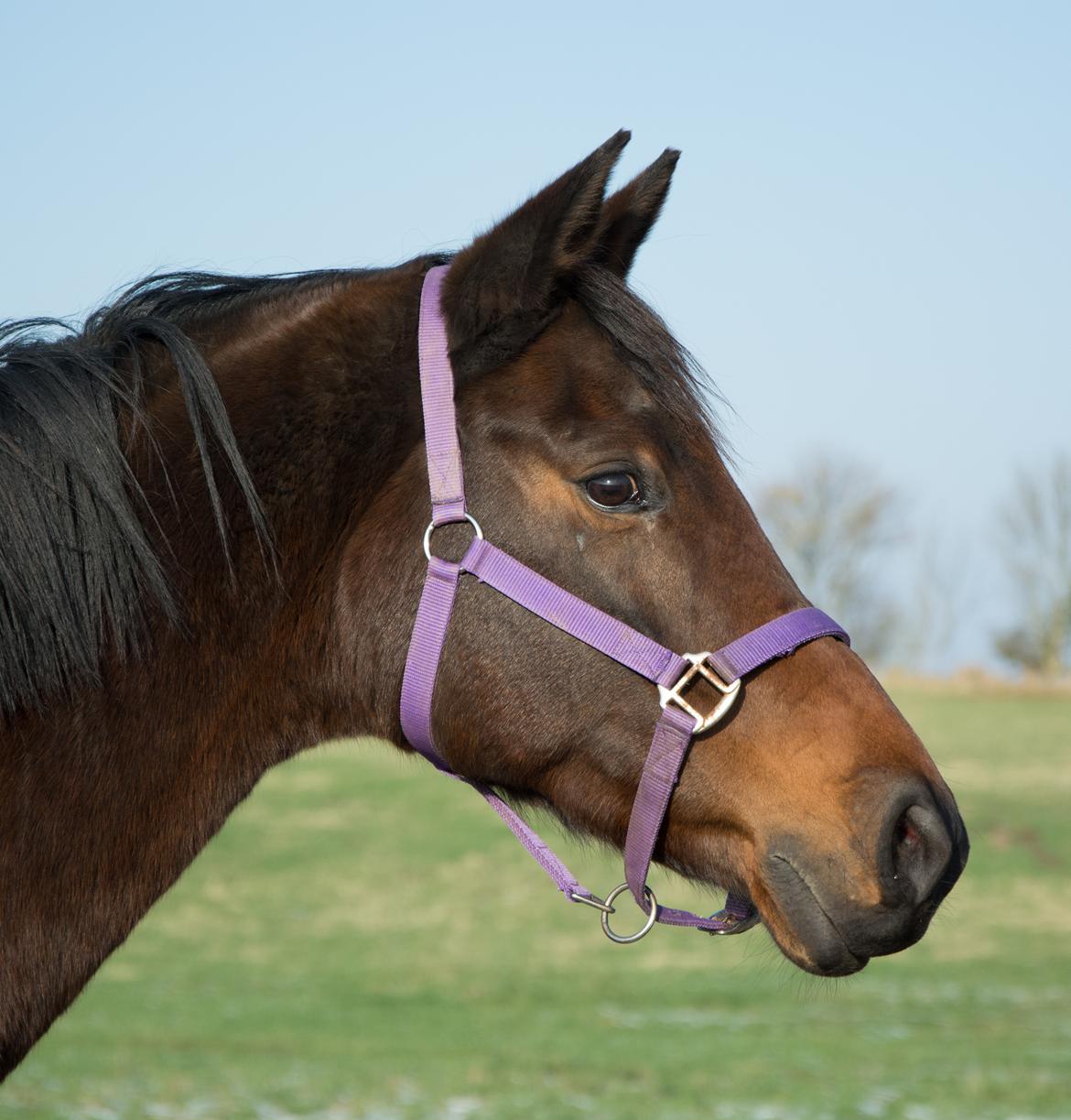 Dansk Varmblod Leticia billede 14