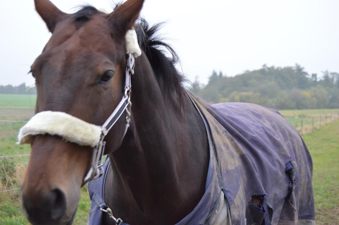 Oldenborg Nabih Adoa (himmelhest)  billede 4