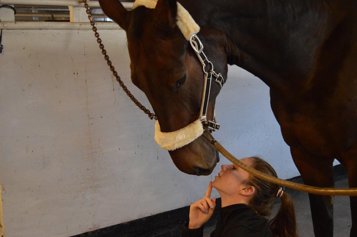 Oldenborg Nabih Adoa (himmelhest)  billede 10