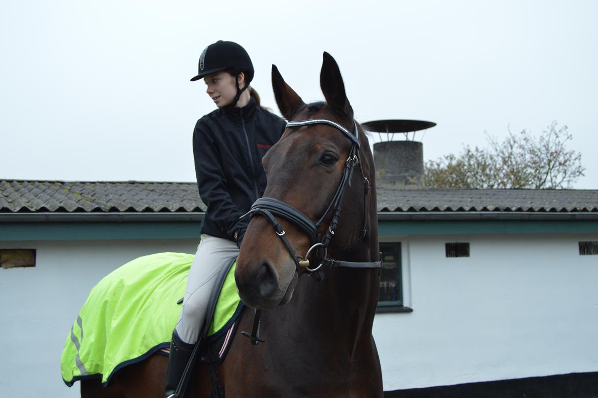 Oldenborg Nabih Adoa (himmelhest)  billede 5