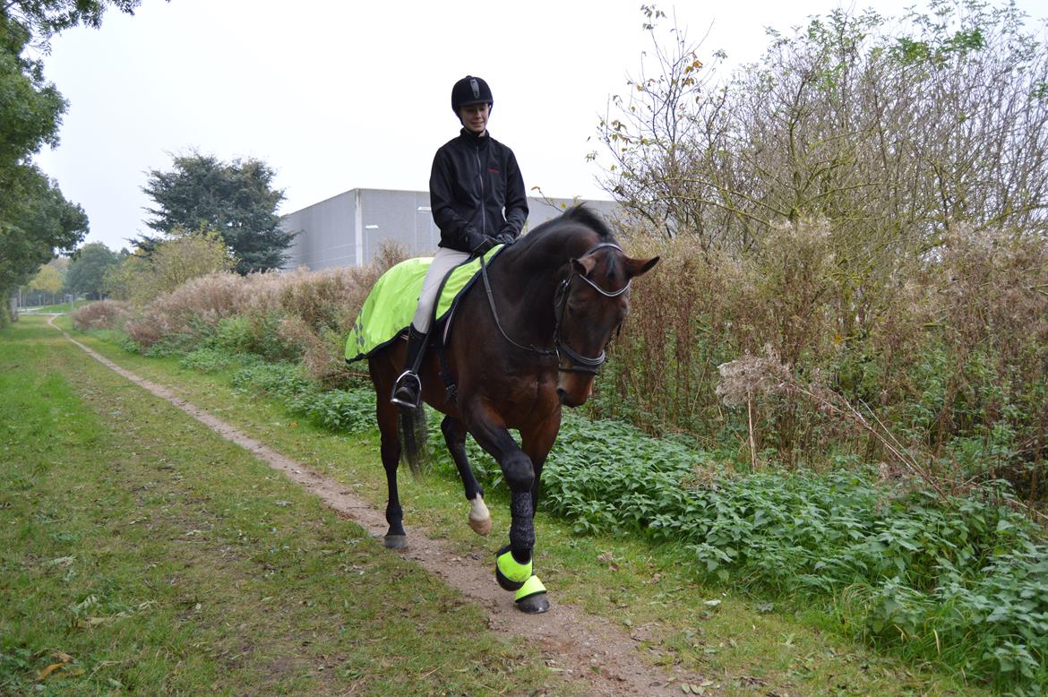 Oldenborg Nabih Adoa (himmelhest)  billede 14