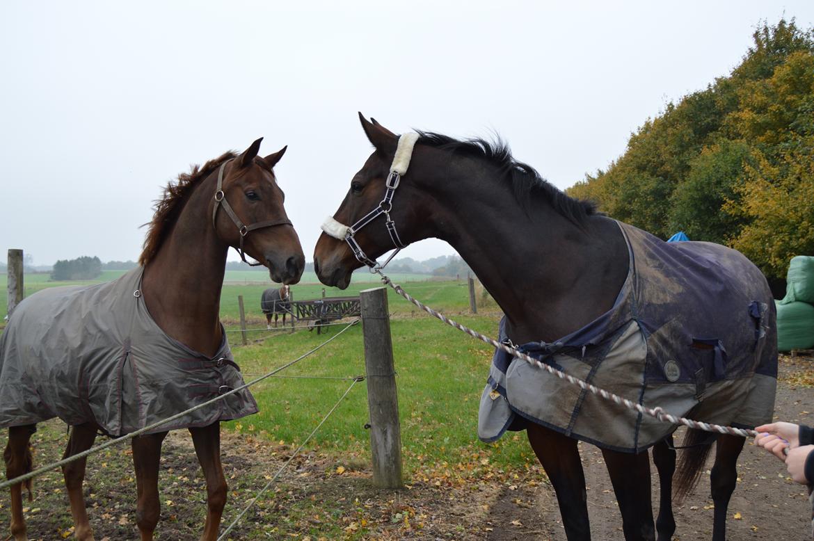 Oldenborg Nabih Adoa (himmelhest)  billede 6