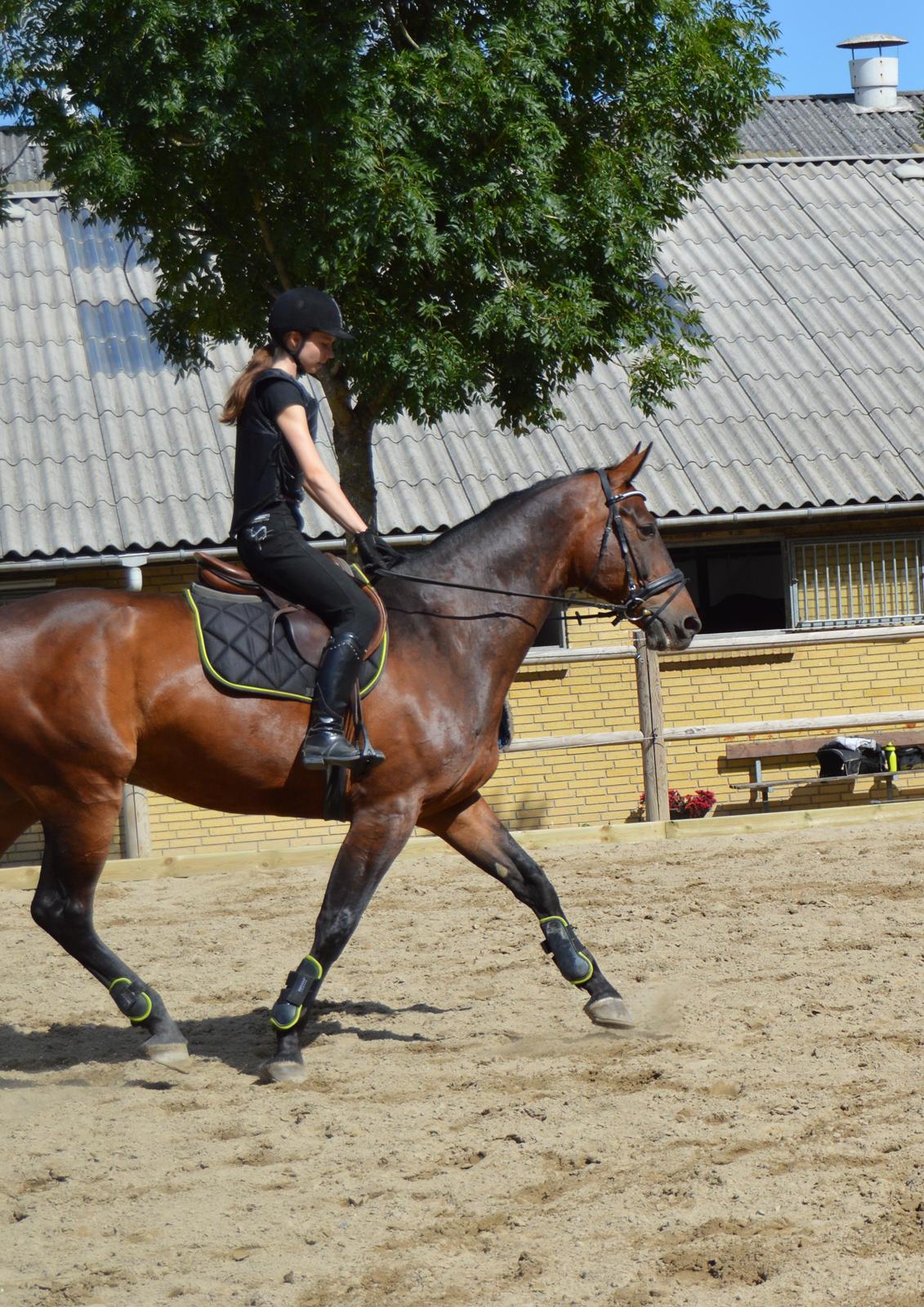 Oldenborg Nabih Adoa (himmelhest)  billede 11