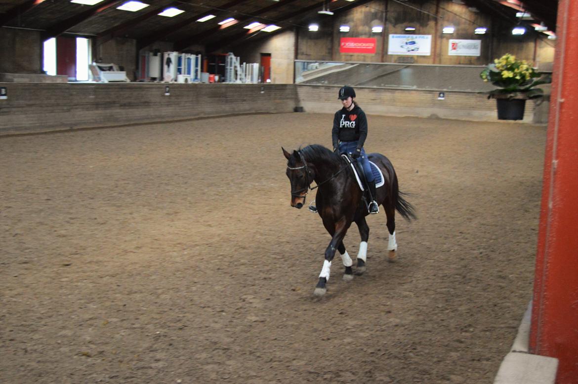 Oldenborg Nabih Adoa (himmelhest)  billede 16