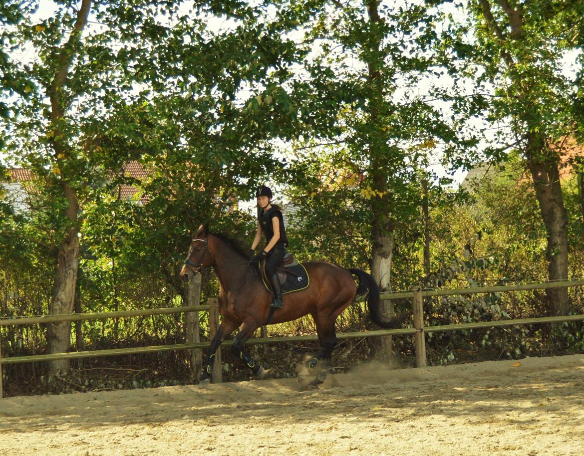 Oldenborg Nabih Adoa (himmelhest)  billede 19