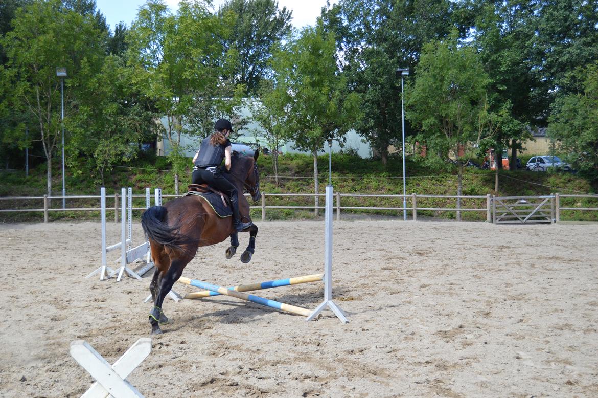 Oldenborg Nabih Adoa (himmelhest)  billede 17