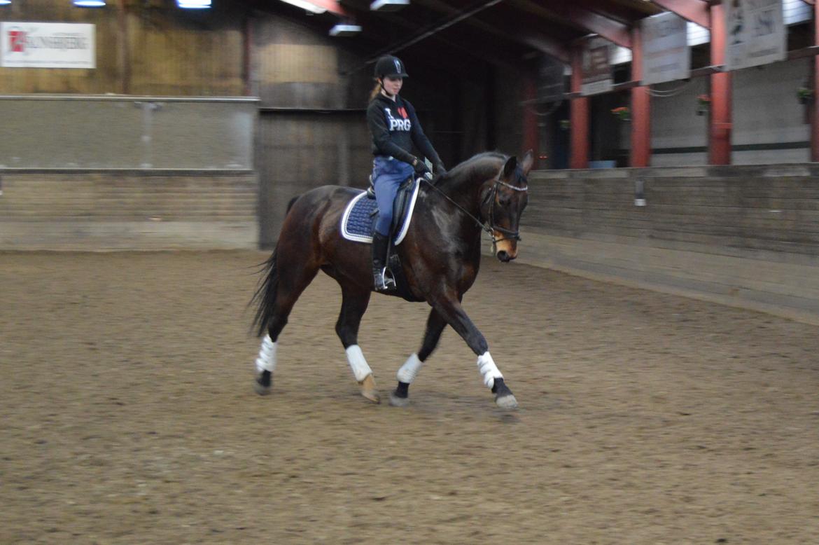 Oldenborg Nabih Adoa (himmelhest)  billede 2