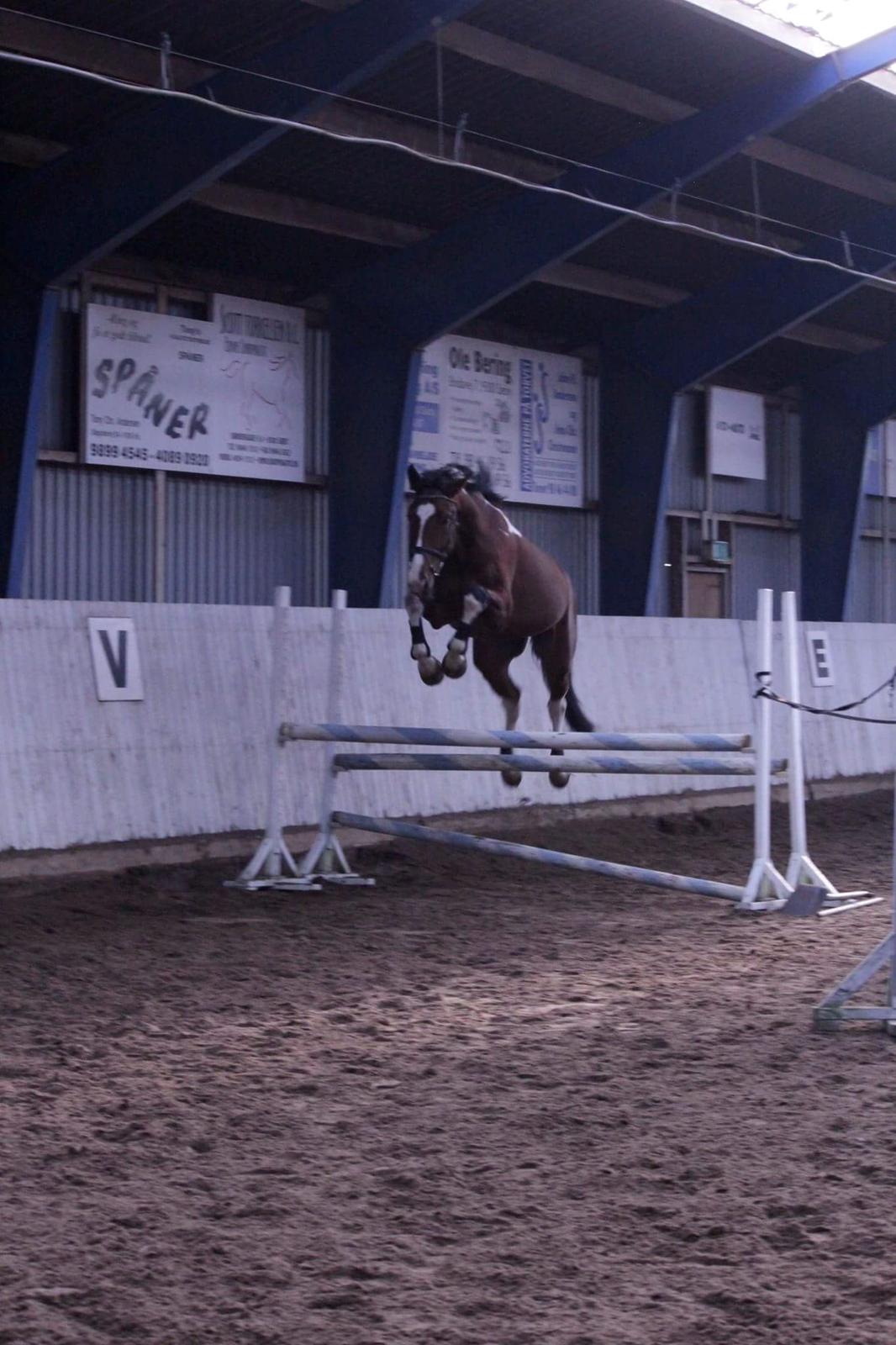 Anden særlig race Filur billede 13