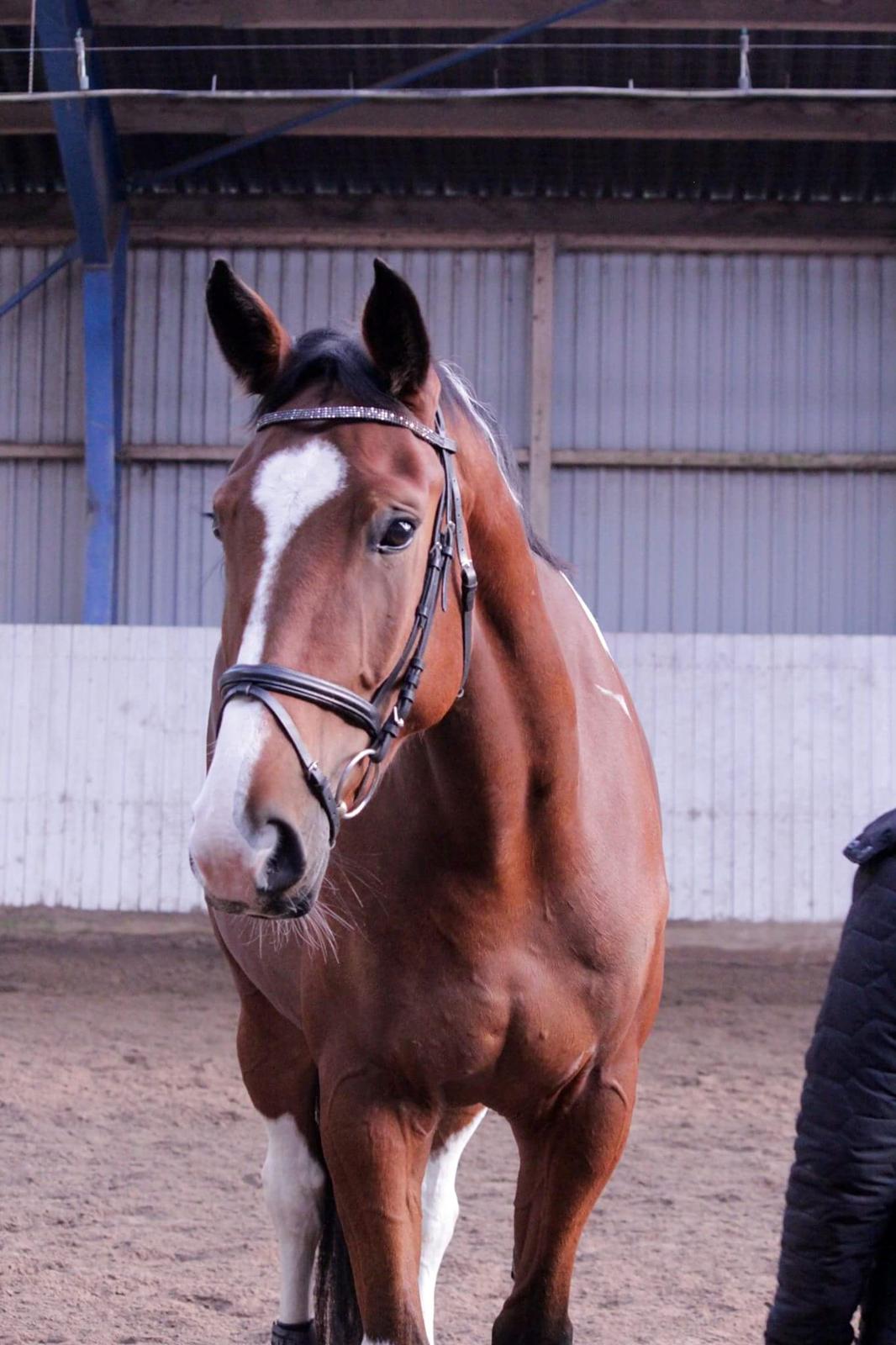 Anden særlig race Filur billede 12