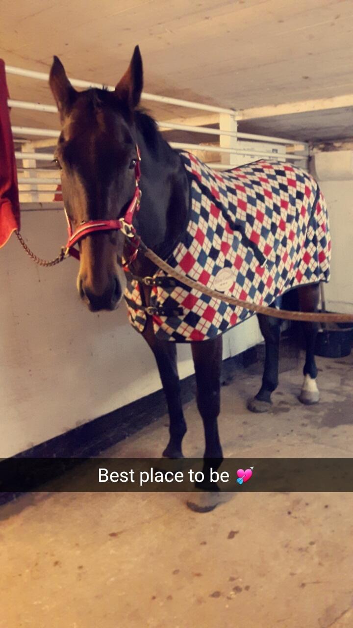 Oldenborg Nabih Adoa (himmelhest)  billede 3