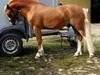 Welsh Mountain (sec A) Glebedale mario [Tidl. hest]