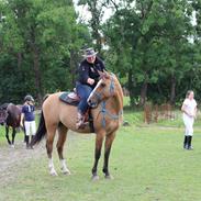 Anden særlig race Grane