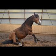 Anden særlig race Lukas Bright Star Bob