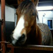 Anden særlig race Lukas Bright Star Bob