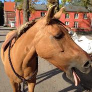 Anden særlig race Skovlundegårds Bellis