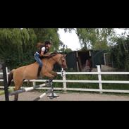 Anden særlig race Skovlundegårds Bellis