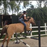 Anden særlig race Skovlundegårds Bellis