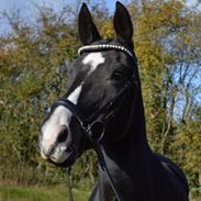 Anden særlig race steffi 