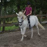 Anden særlig race Lucky