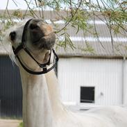 Anden særlig race Hestefarmens Moonjam