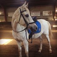 Anden særlig race Hestefarmens Moonjam