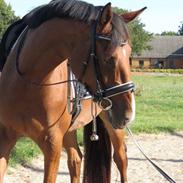 Anden særlig race McKinney