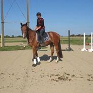 Anden særlig race McKinney