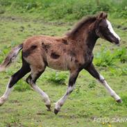 Welsh Mountain (sec A) Sofiendals Baronesse Athena