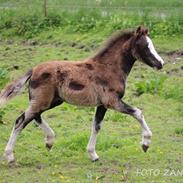 Welsh Mountain (sec A) Sofiendals Baronesse Athena