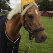 Palomino Rosendahls Golden Mihalie