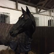 Trakehner Esther l