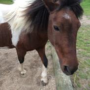 Anden særlig race Pocahontas