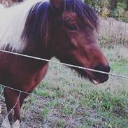 Anden særlig race Pocahontas